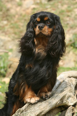 cavalier king charles pose royale