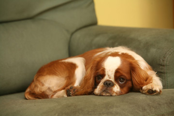 cavalier king charles boudeur