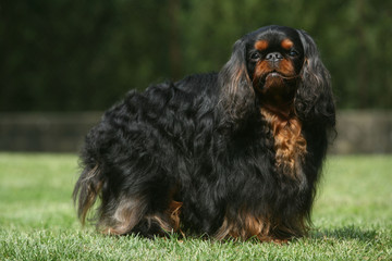 cavalier king charles peluche noire