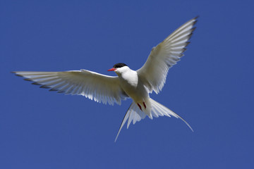 Arctic Tern in flight