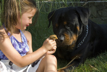 enfant, poussin et chien