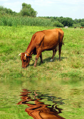 Brown  cow