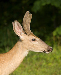 a whitetail buck with velvet antlers in a forest