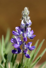 Obraz premium Wilderness Lupine wildflower, Emigrant Wilderness, California