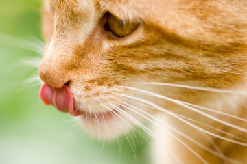 close-up of orange cat