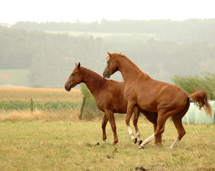 Horses flirt on a pasture.