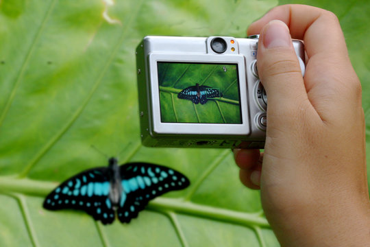 Hand holding compact camera photographing a tropical butterfly
