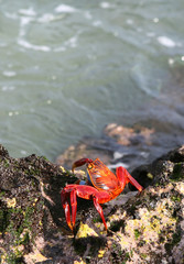 Sally Lightfoot Crab