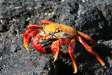 Sally Lightfoot Crab