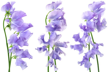 Obraz na płótnie Canvas Beautiful blue flowers on a white background