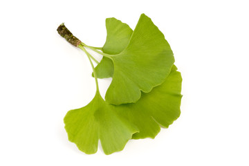 Drei frische Gingkoblätter - freigestellt auf weißem Hintergrund
