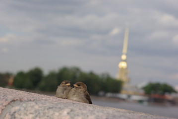 happy couple of small birds in Saint Petersburg