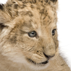 Lion Cub (6 weeks) in front of a white background