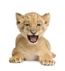 Obraz premium Lion Cub (8 weeks) in front of a white background