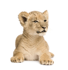 Obraz na płótnie Canvas Lion Cub (8 tygodni), z przodu bia?
