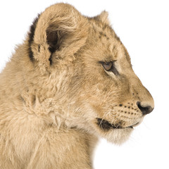 Fototapeta premium Lion Cub (4 months) in front of a white background