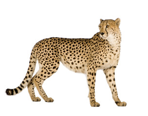 Cheetah - Acinonyx jubatus in front of a white background - obrazy, fototapety, plakaty