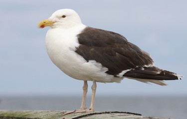 Great Black-backed Gull