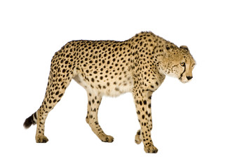 Cheetah - Acinonyx jubatus in front of a white background