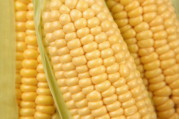 Close uf of yellow corn in the cob