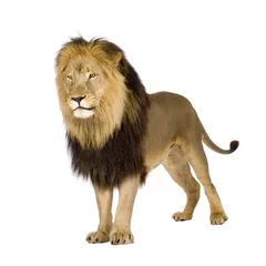 Poster de jardin Lion Lion (4 ans et demi) devant un fond blanc
