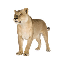 Naklejka premium Lioness (8 years) in front of a white background