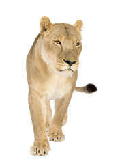 Obraz na płótnie Canvas Lioness (8 years) - Panthera leo in front of a white background