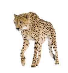 Cheetah - Acinonyx jubatus in front of a white background