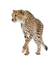 Cheetah - Acinonyx jubatus in front of a white background