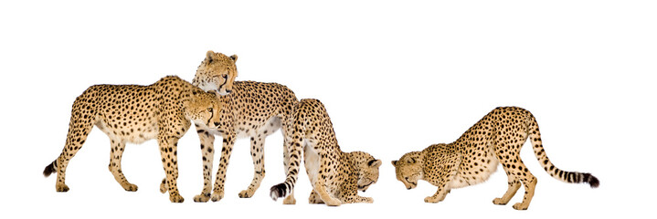 Group of Cheetah