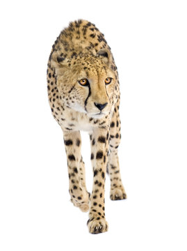 Cheetah - Acinonyx jubatus in front of a white background