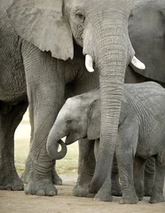 Papier Peint photo Lavable Éléphant éléphanteau et sa mère