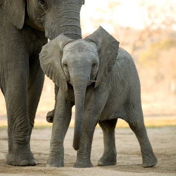 Elephant Calf And His Mother