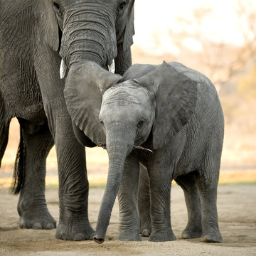 Elephant Calf And His Mother