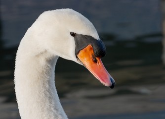 Head of a white swan