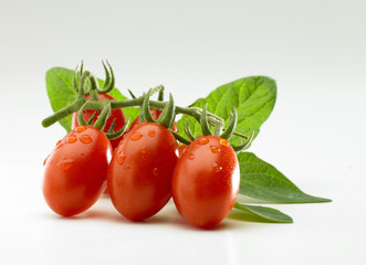 pomodorini