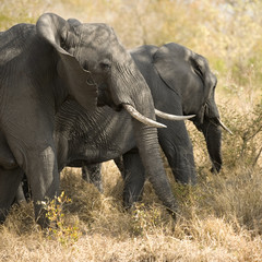 herd of elephants - Kugger - South Africa