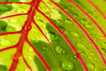 background leaf  with rain drops
