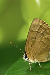 Close up of the species Rapala Pheretima Sequirera butterfly