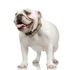 english Bulldog (18 months) in front of a white background