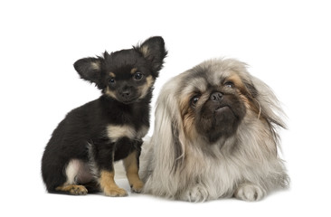 a Pekingese and a chihuahua in front of a white background