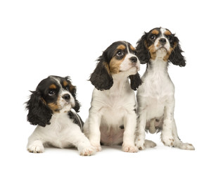 Cavalier King Charles (3 months) in front of a white background