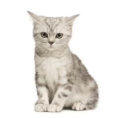 Siberian cat (12 weeks) in front of a white background