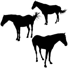 Horses Silhouettes 8 - detailed illustrations