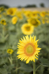 Sunflowers