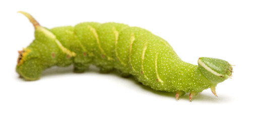 Obraz premium Lime Hawk-moth caterpillar in front of a white background