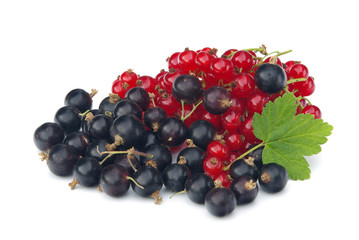 Johannisbeere - currant 18