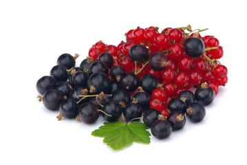 Johannisbeere - currant 19