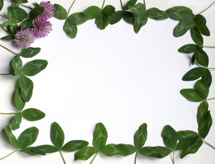 Fototapeta premium Clover Frame