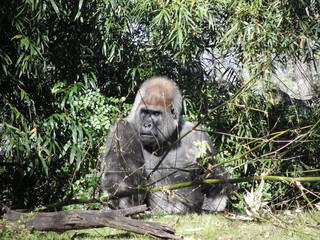 Animal Kingdom - Orlando